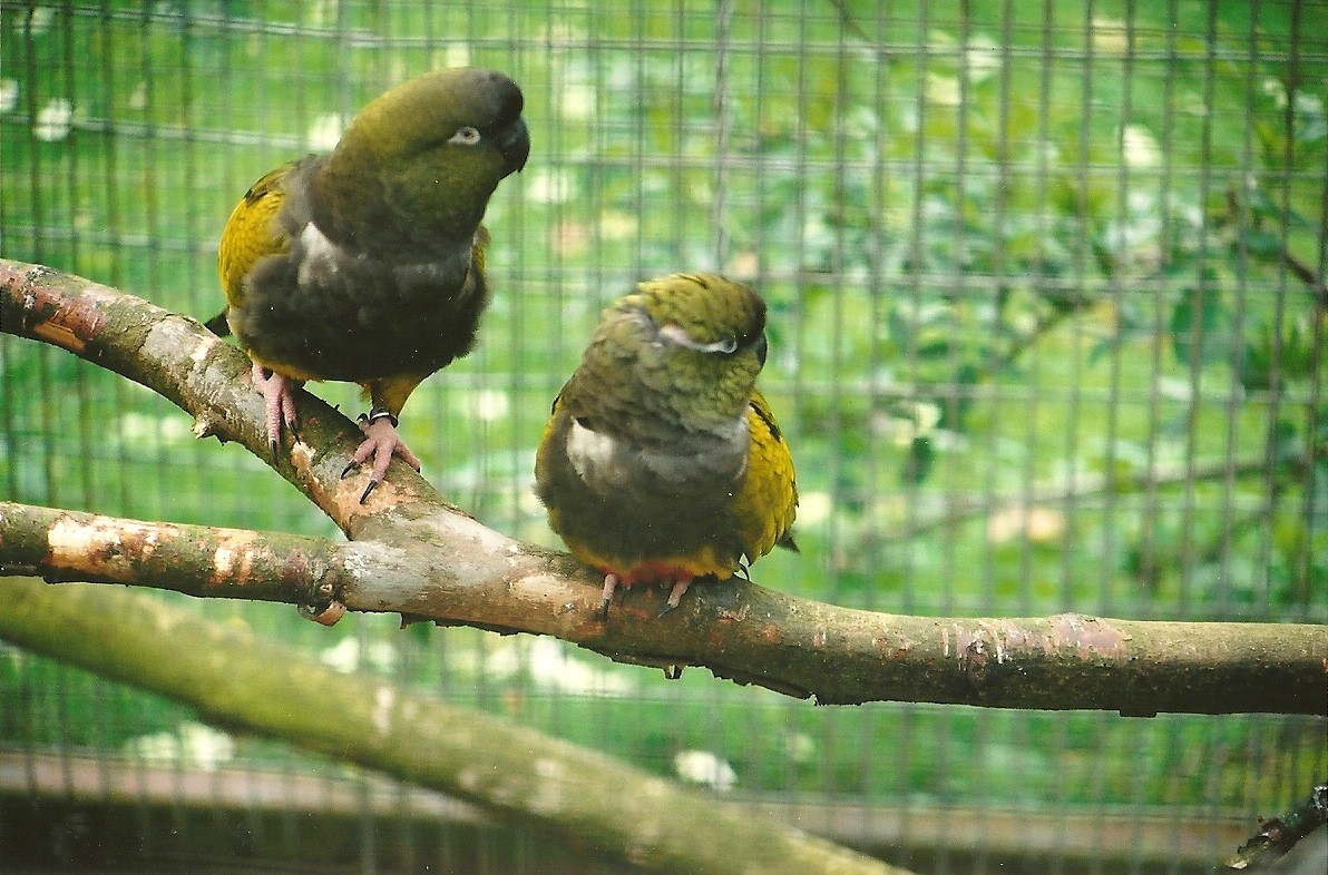 Lesser Patagonian Conures 16th April 2004