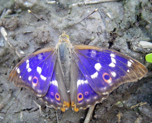 Lesser Purple Emperor (Apatura ilia)