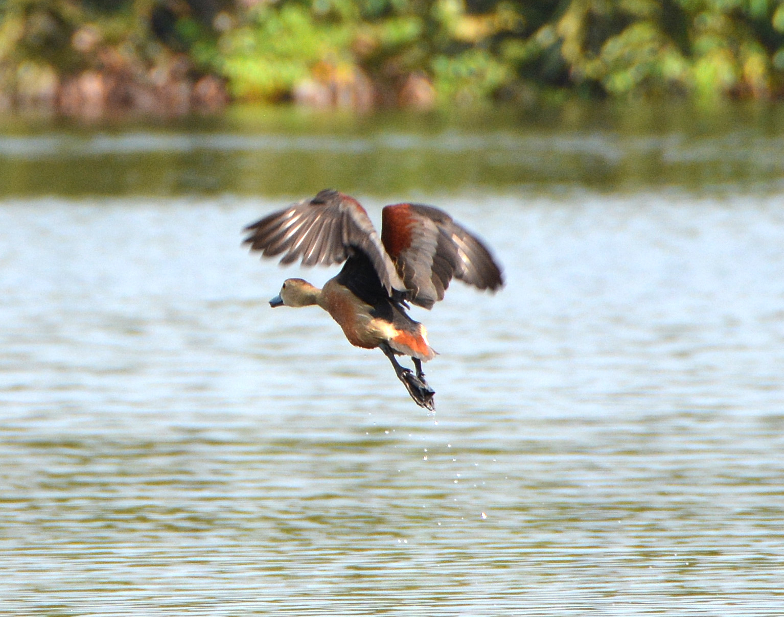 Lesser red whistling duck