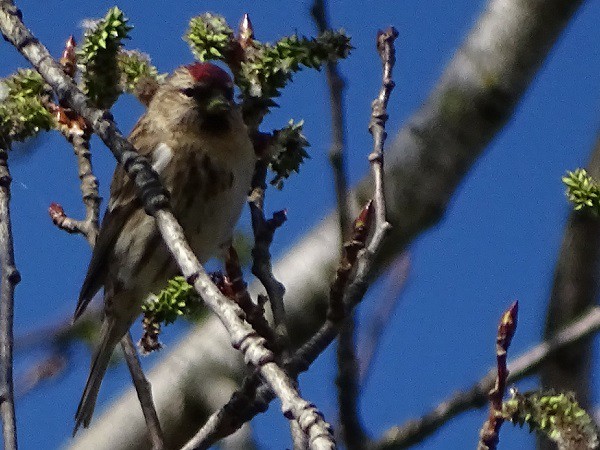 Lesser Redpoll