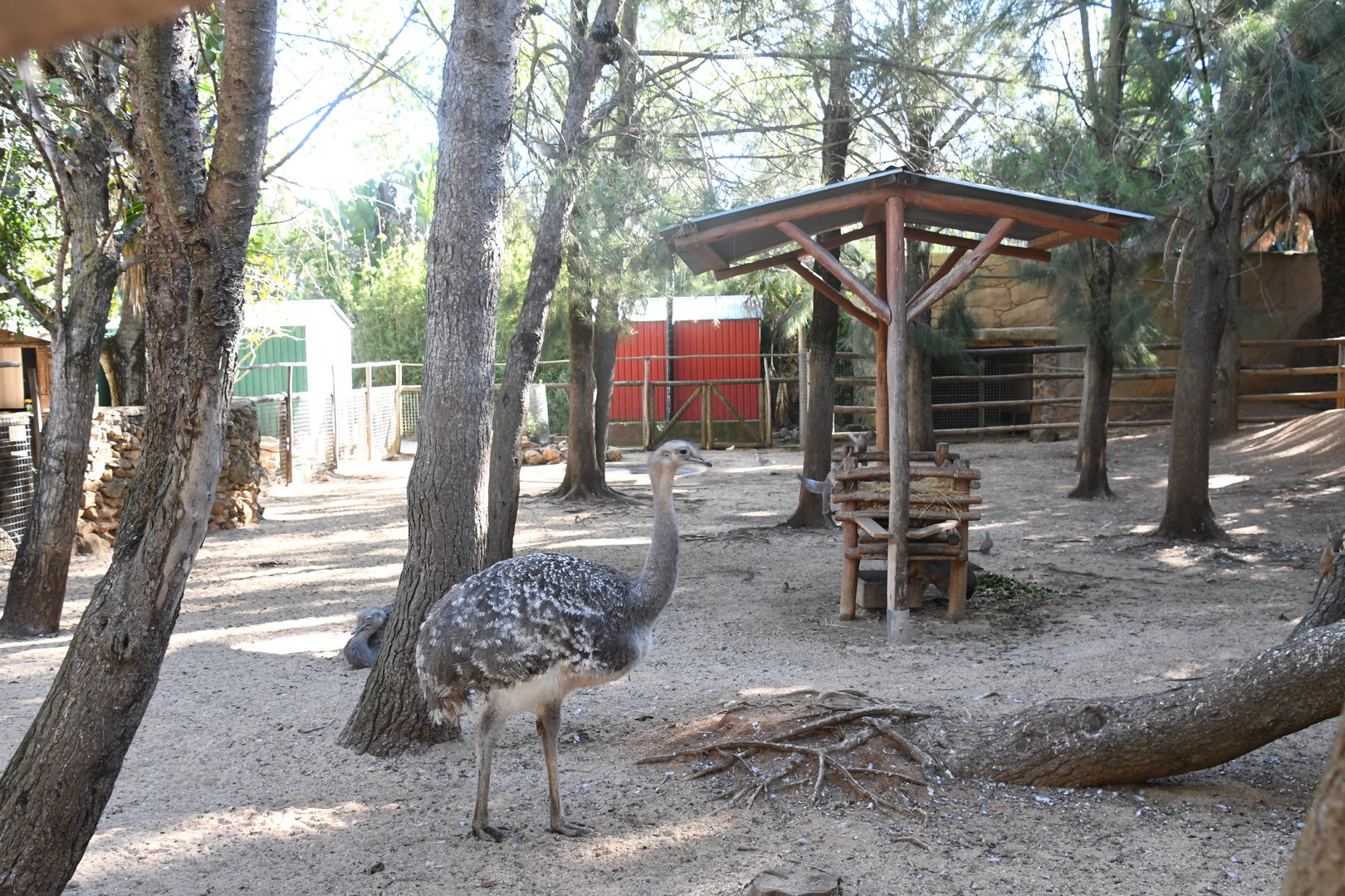 Lesser Rhea and Patagonian Maras paddock