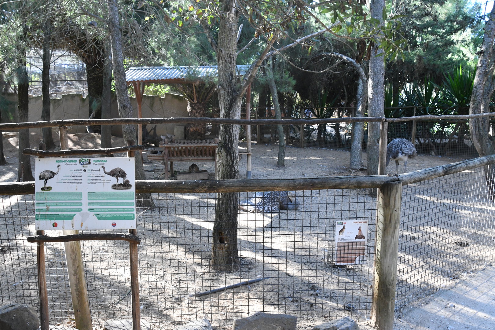 Lesser Rhea and Patagonian Maras paddock
