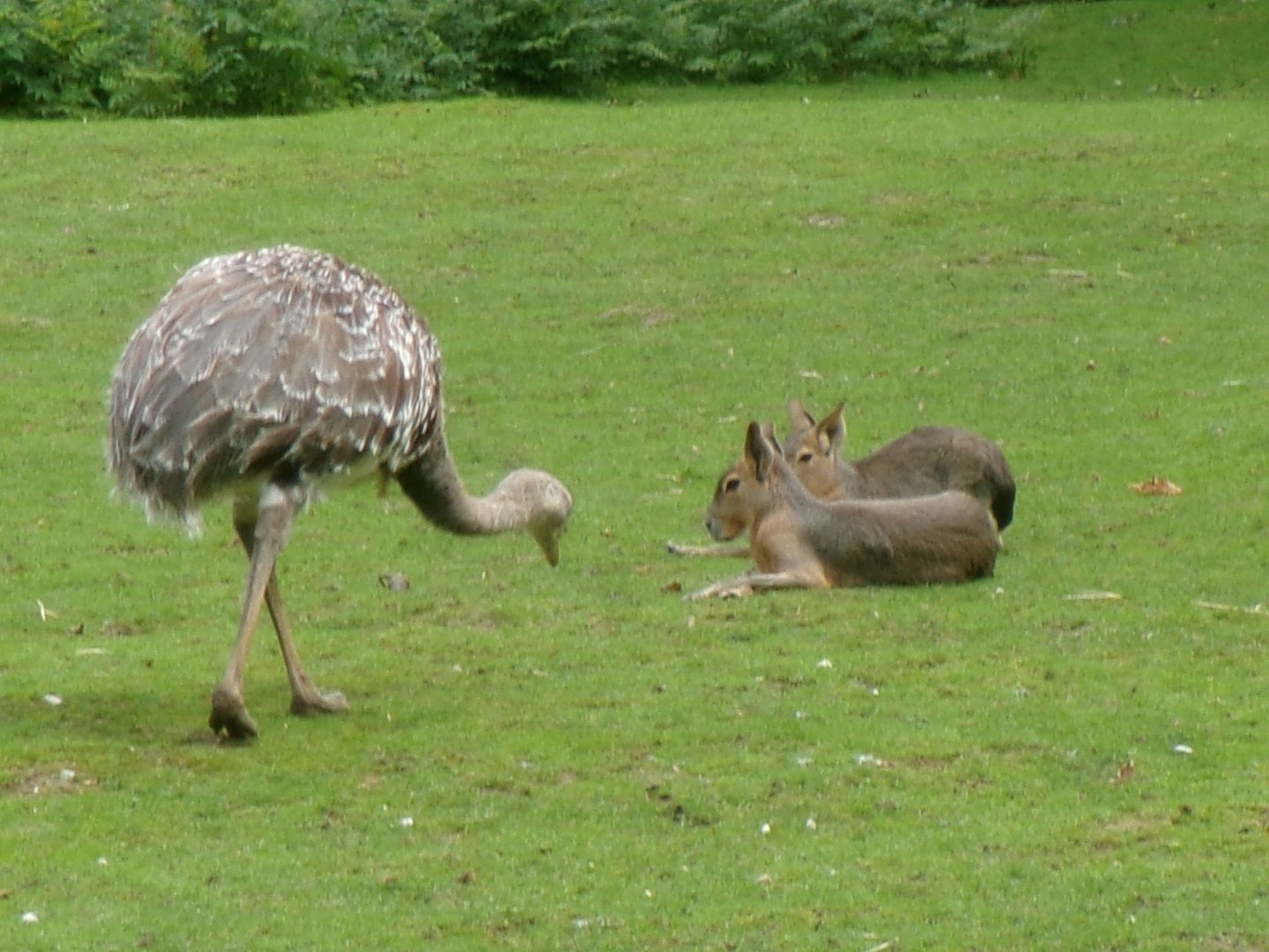 Lesser rhea and Patagonian maras