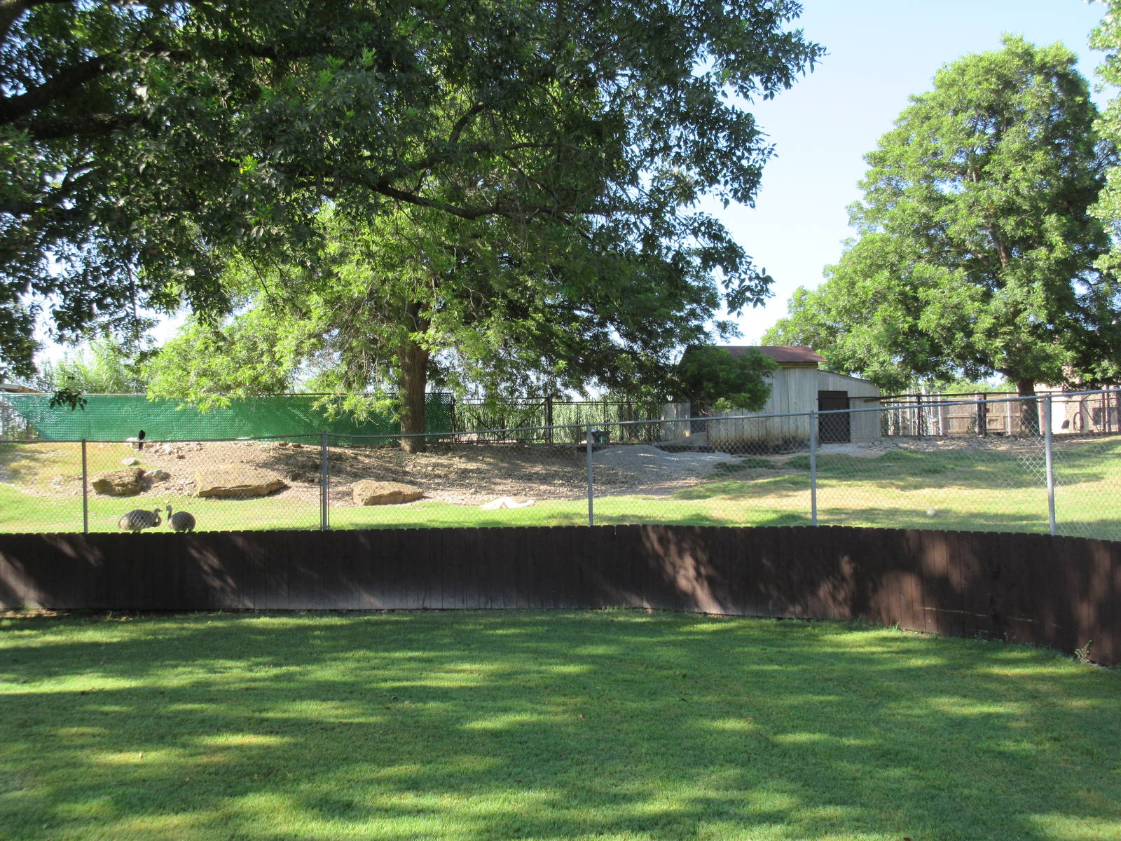 Lesser Rhea/Llama Exhibit