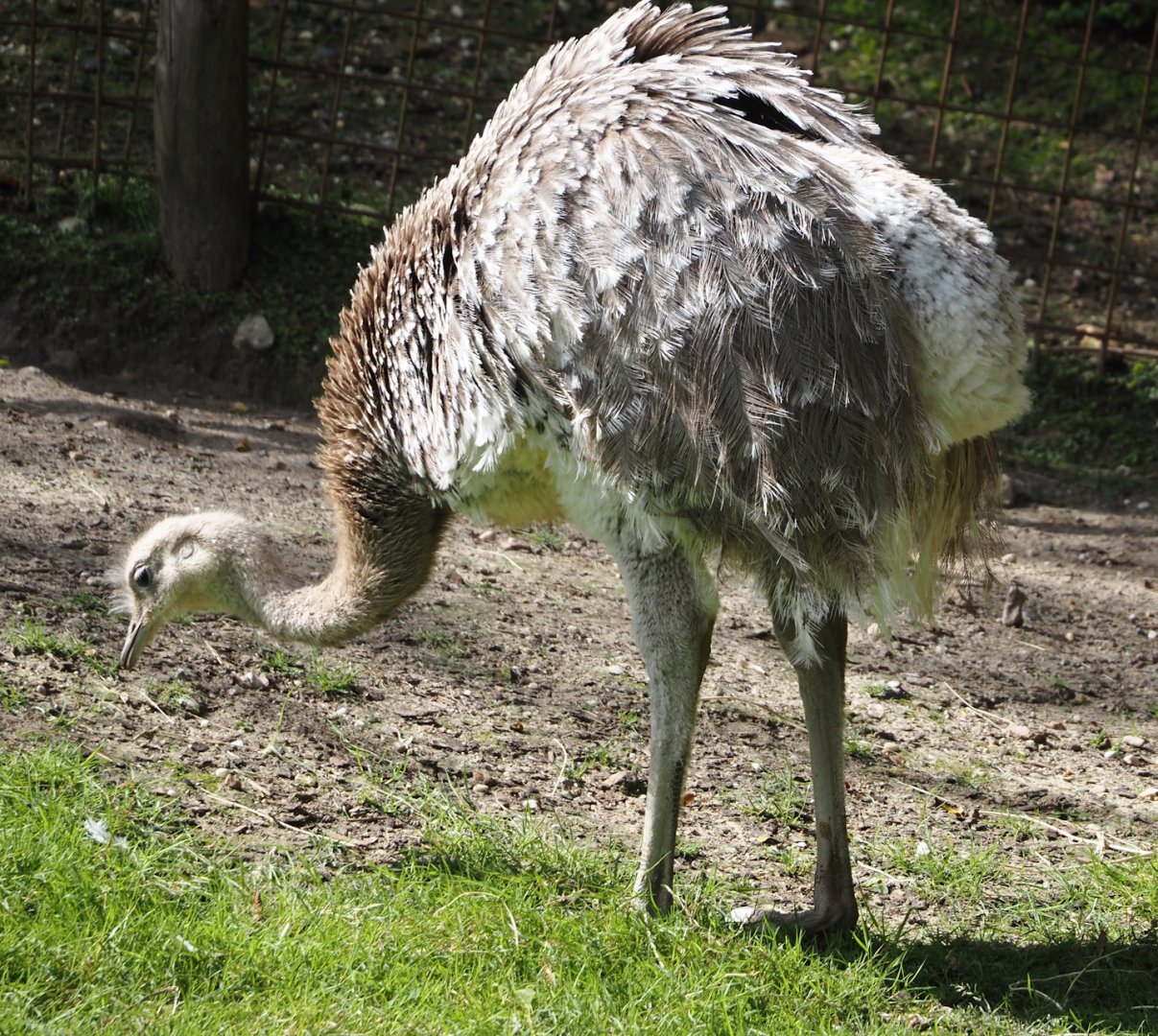 Lesser rhea (Rhea pennata), 2024-08-21