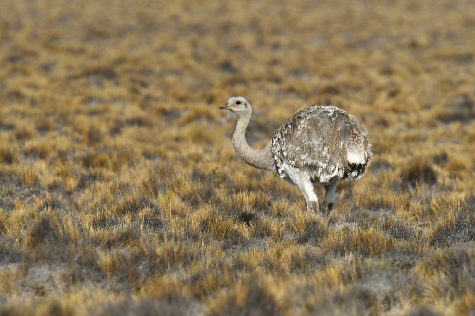 Lesser Rhea Rhea pennata