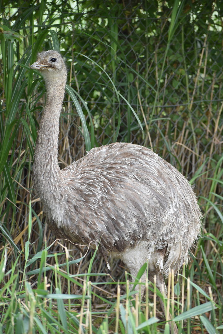 Lesser Rhea - Rhea pennata
