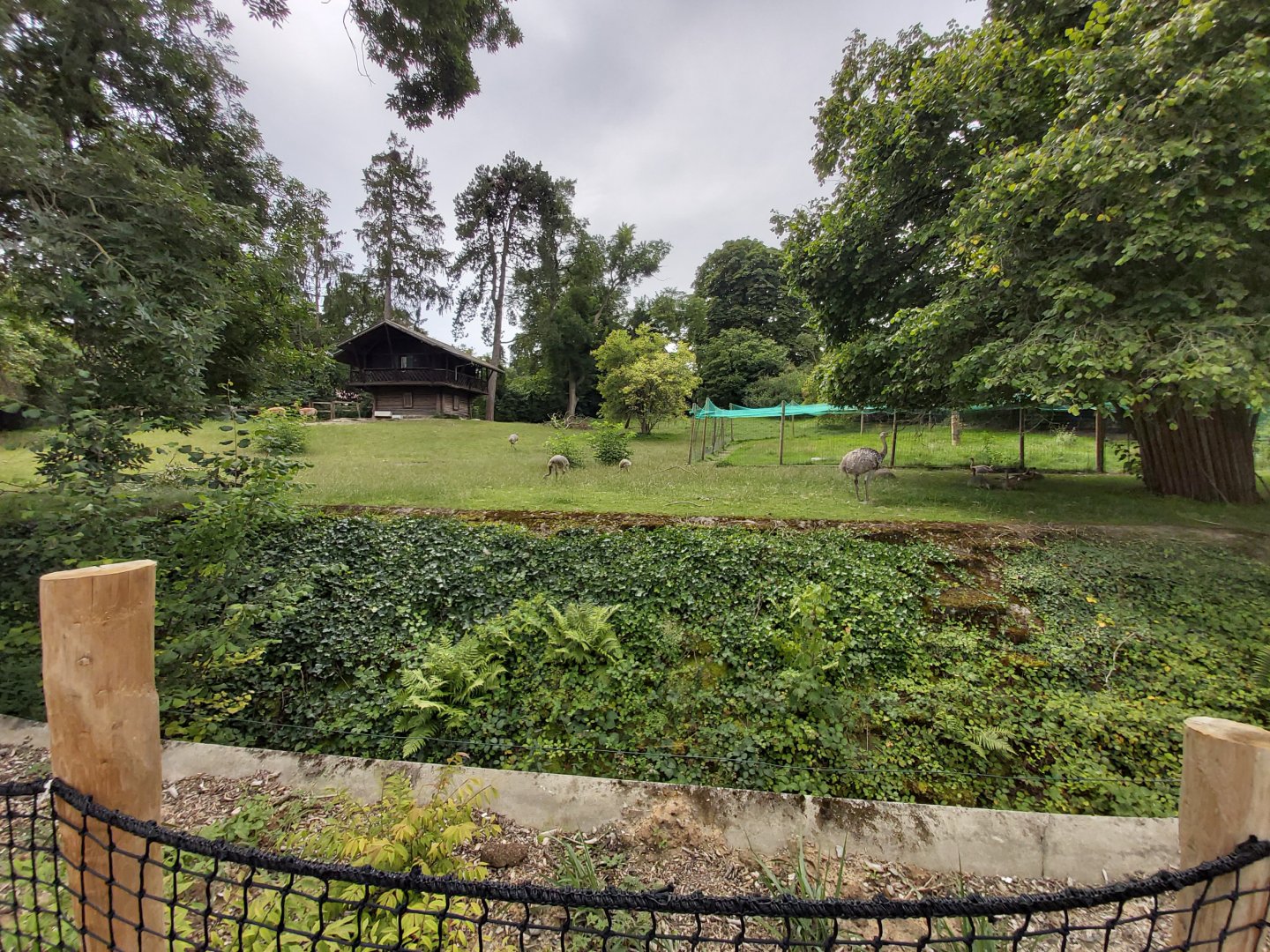 Lesser rhea & vicuna enclosure