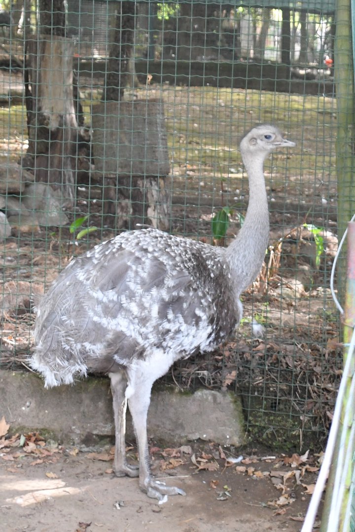 Lesser Rhea (Zoo Lourosa)