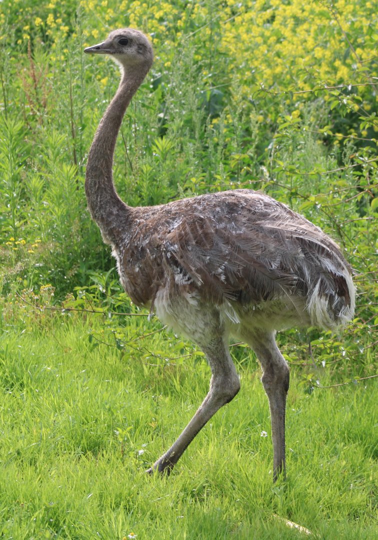 Lesser rhea