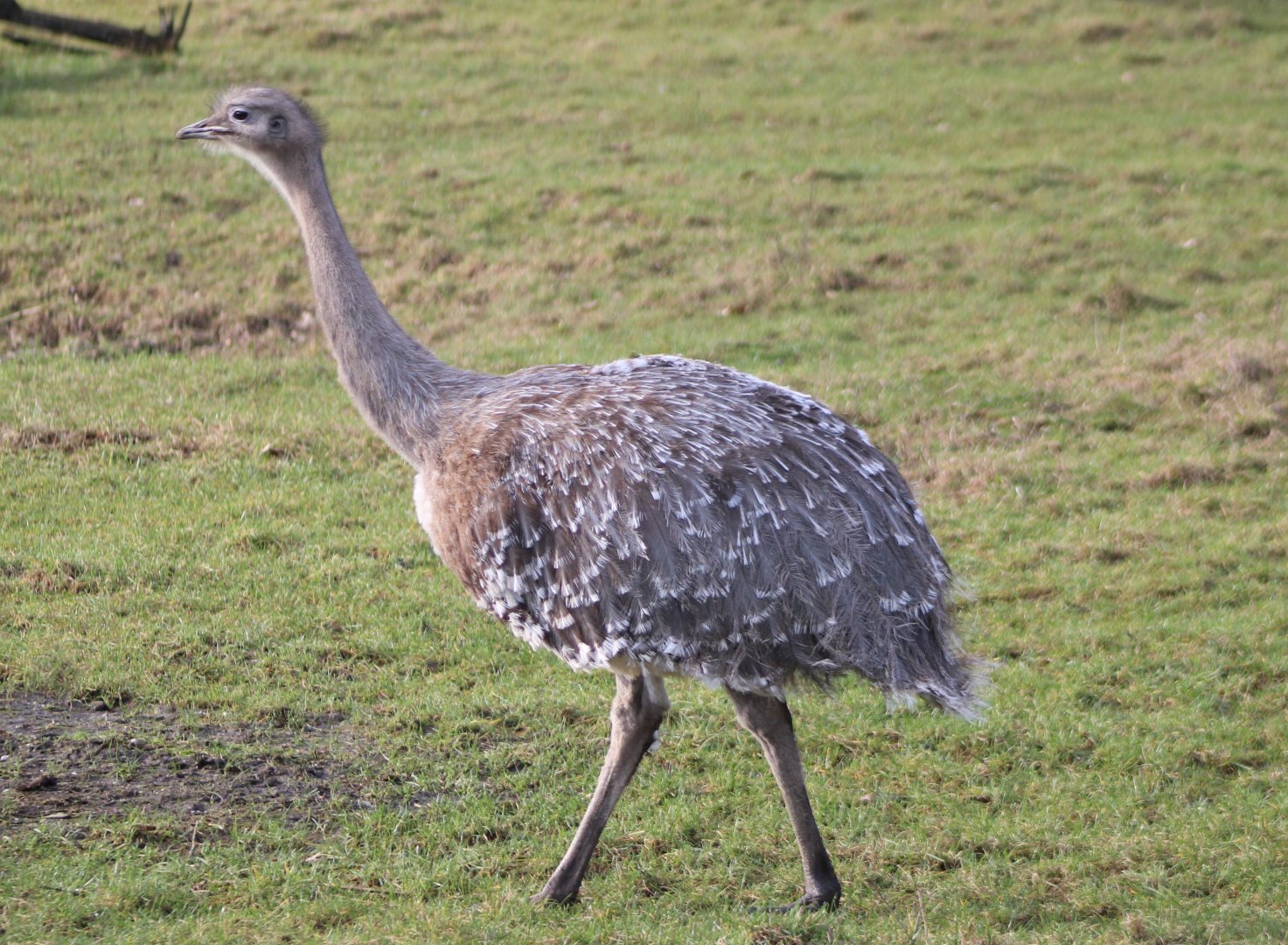 Lesser rhea
