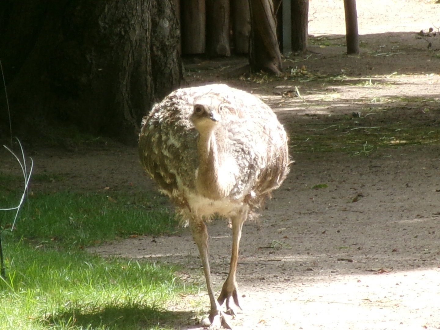Lesser rhea