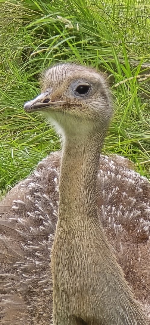 Lesser rhea