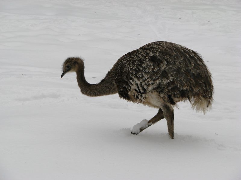 Lesser rhea