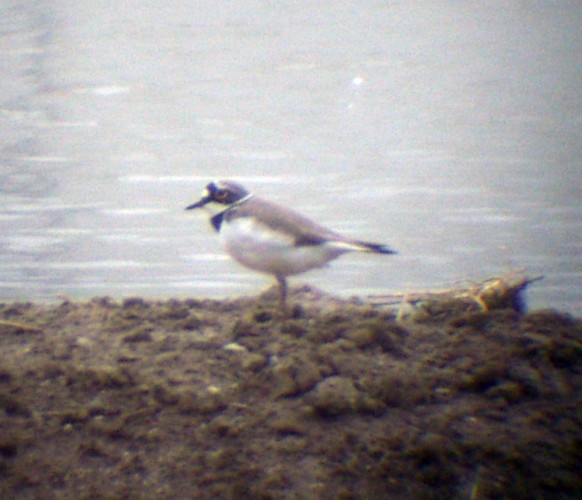 Lesser Ringneck Plover (Charadrius dubius)