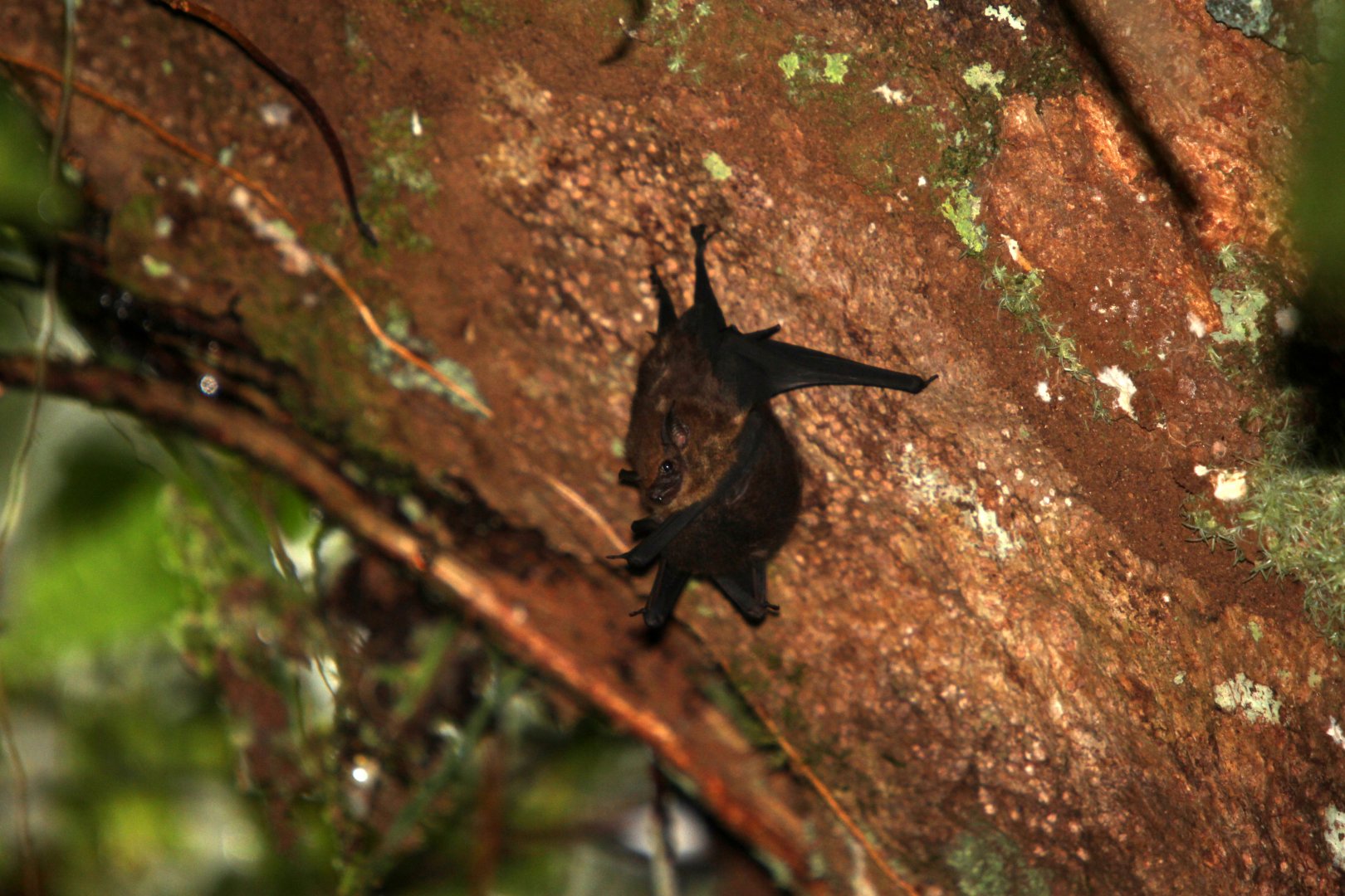 lesser sac-winged bat (Saccopteryx leptura)