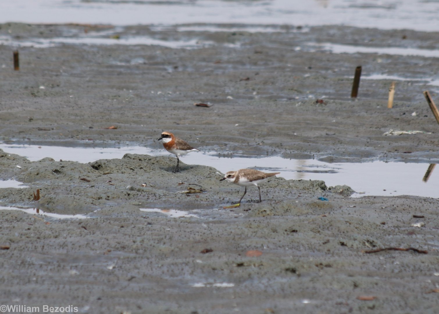 Lesser Sand Plover - Pak Thale Shorebird Site