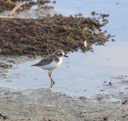 Lesser sand-plover ?