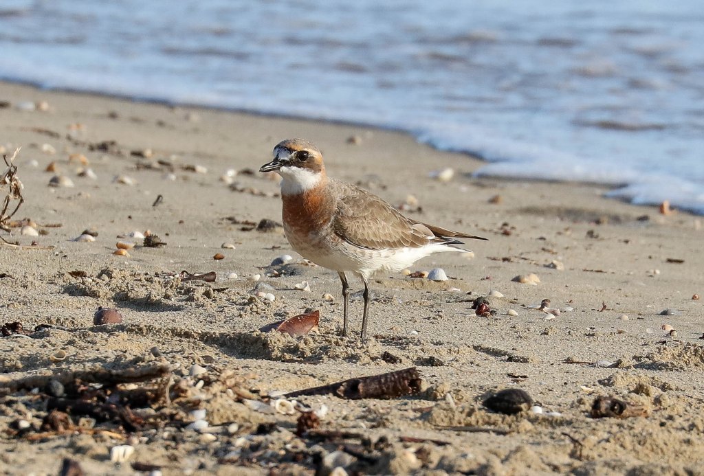 Lesser Sand Plover