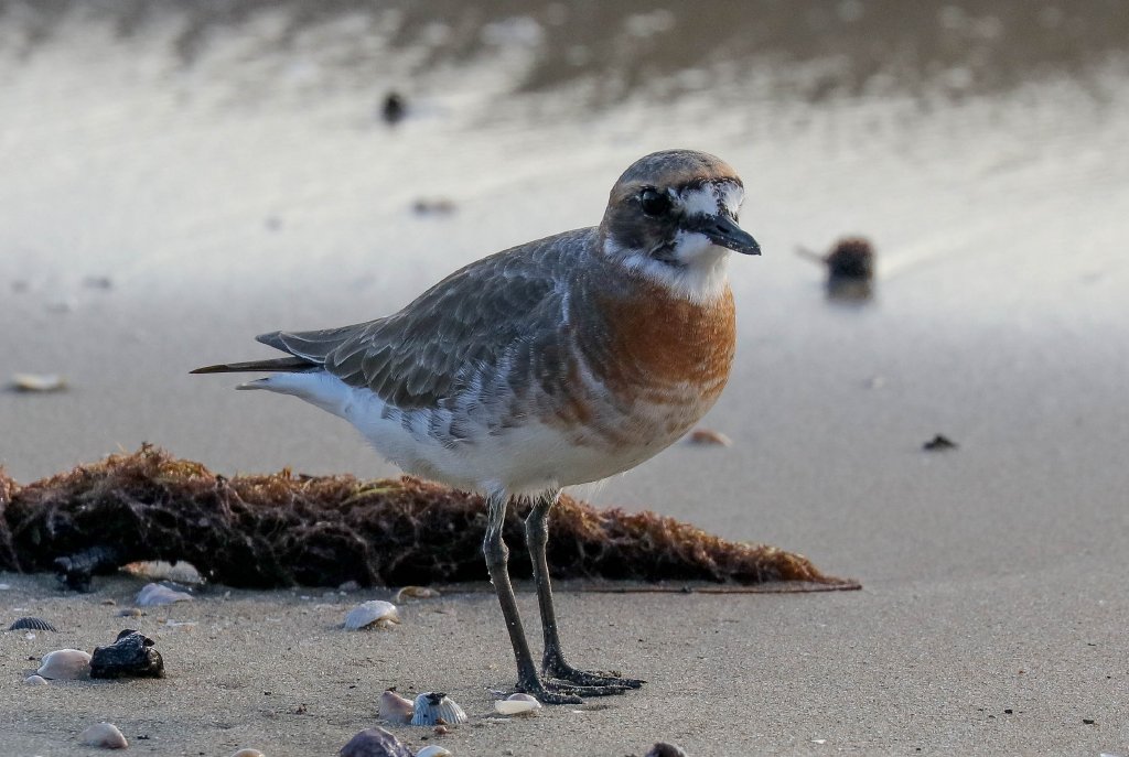 Lesser Sand Plover