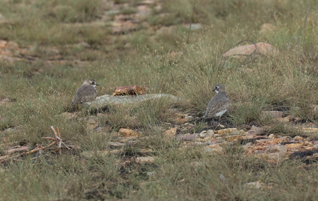 Lesser Sand Plovers