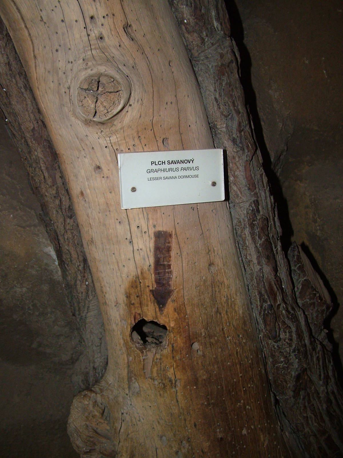 Lesser Savannah Dormouse viewing at Prague, 24/05/10