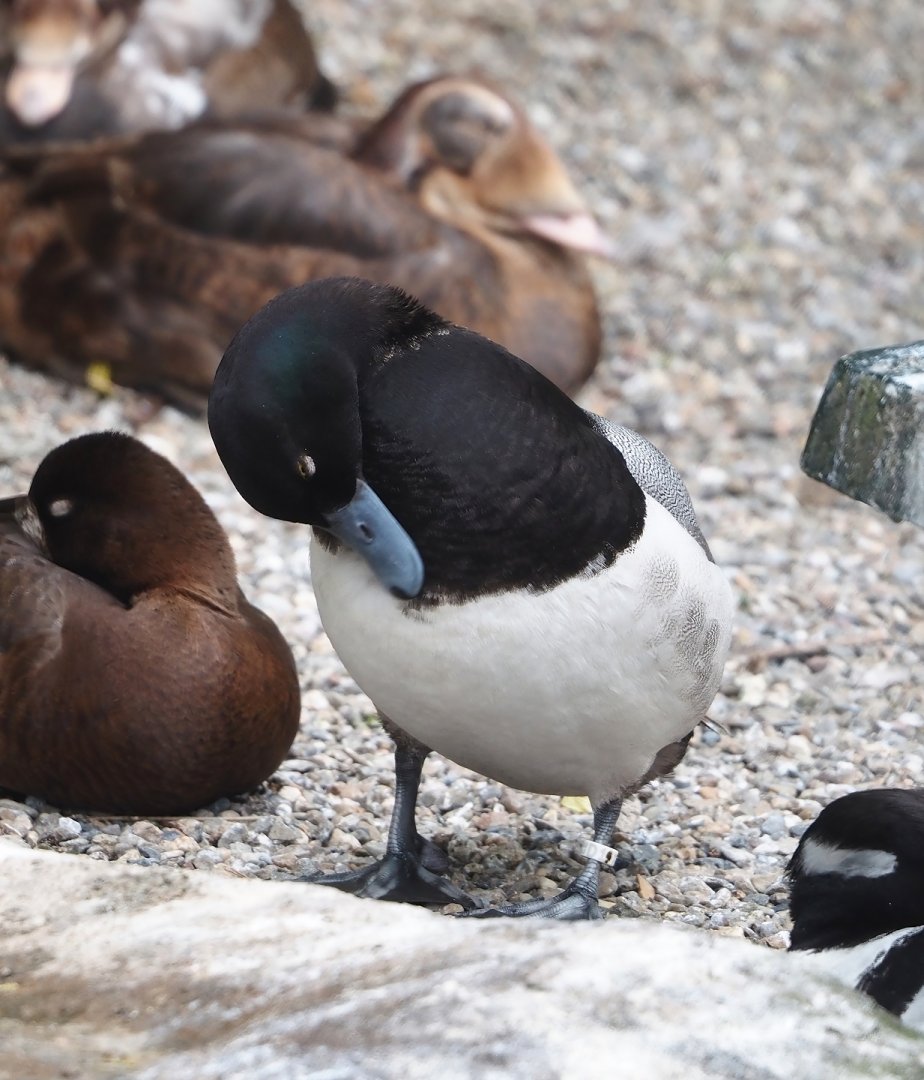 Lesser scaup (Aythya affinis), 2024-05-21