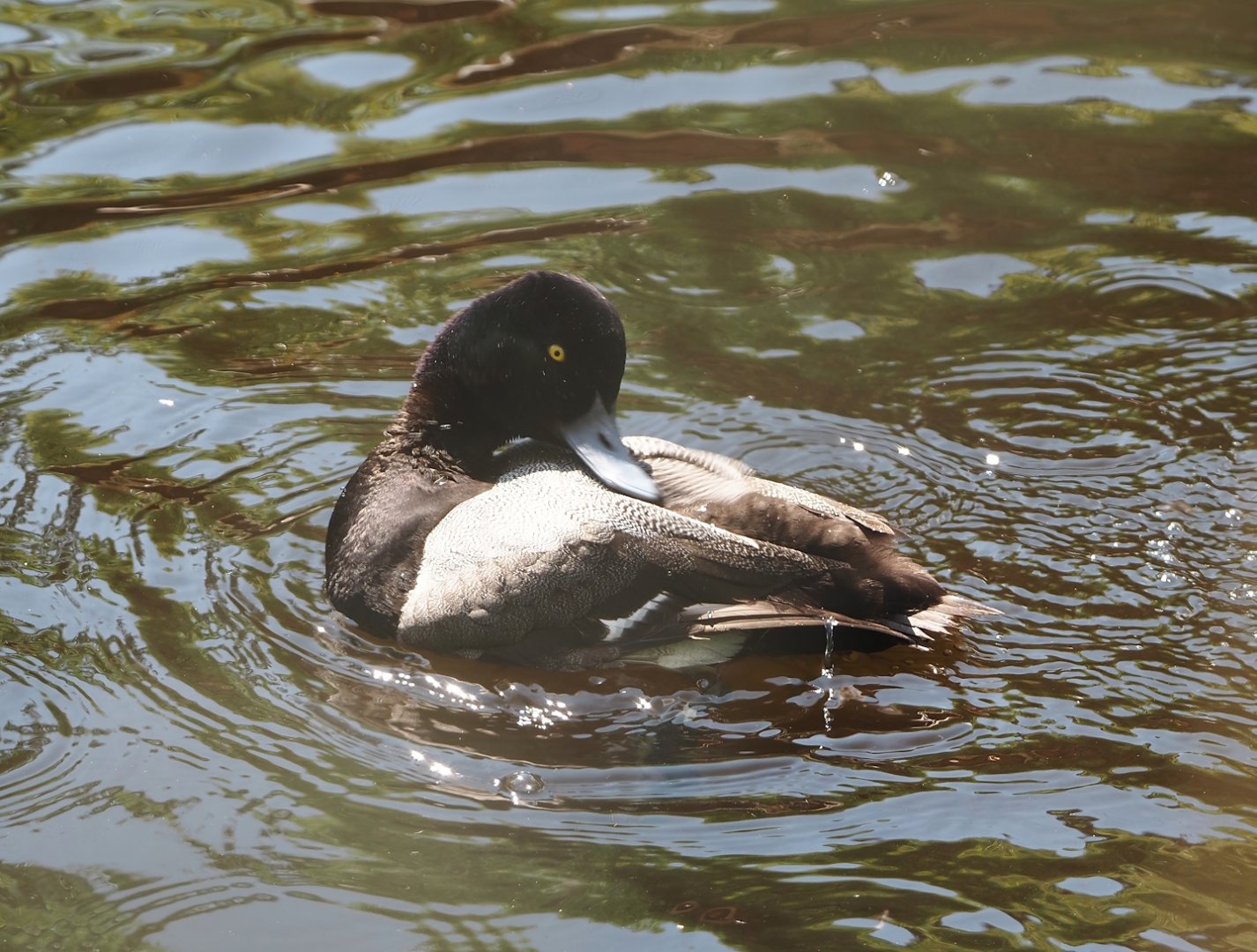 Lesser scaup (Aythya affinis), 2024-05-23