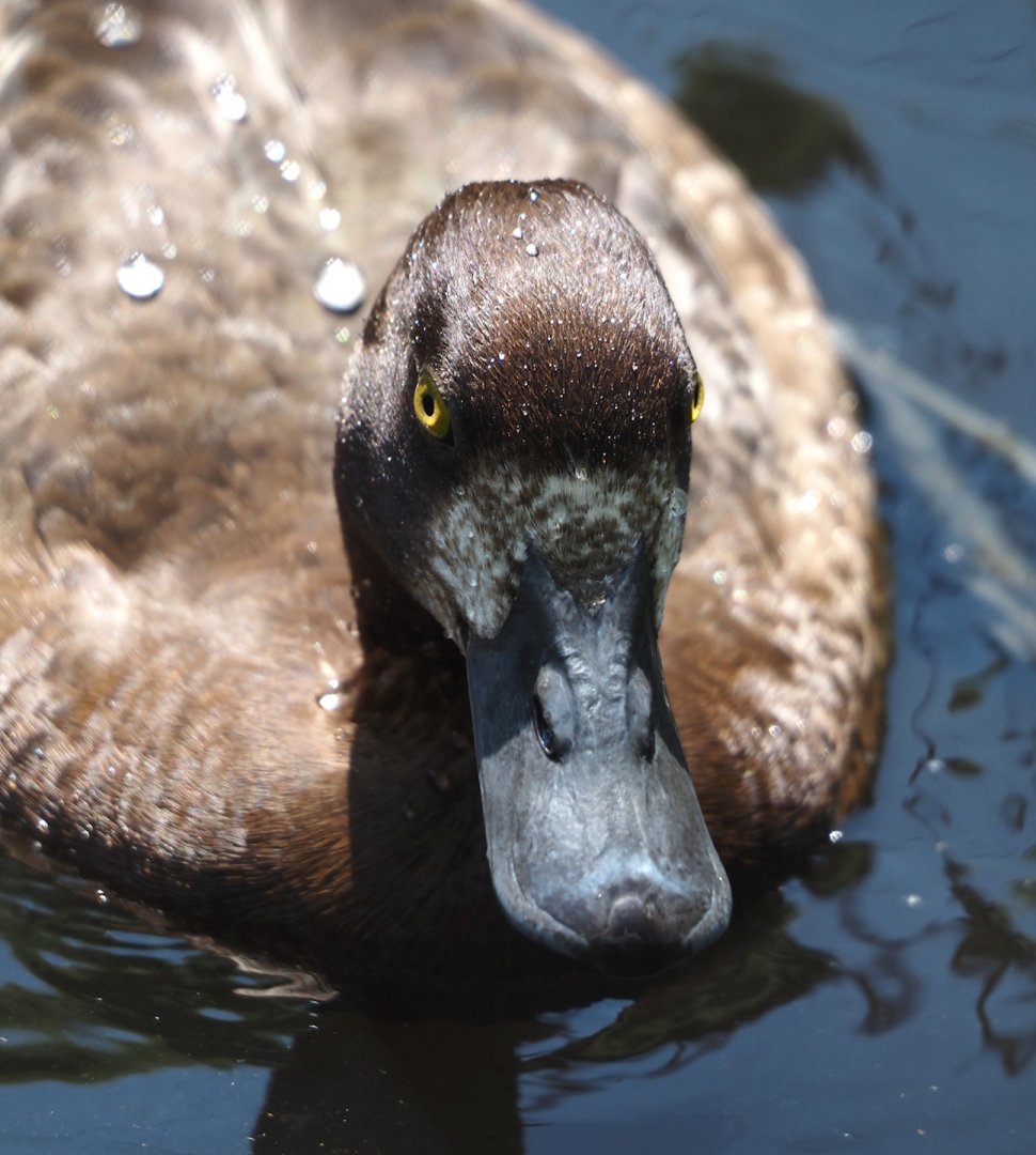 Lesser scaup (Aythya affinis), 2024-05-23