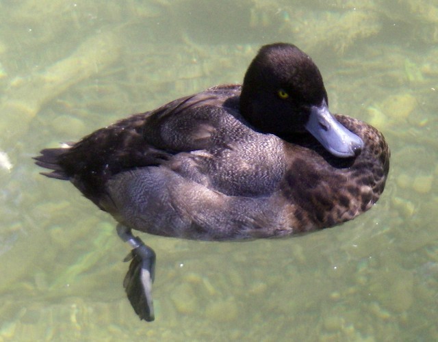Lesser Scaup (Aythya affinis)