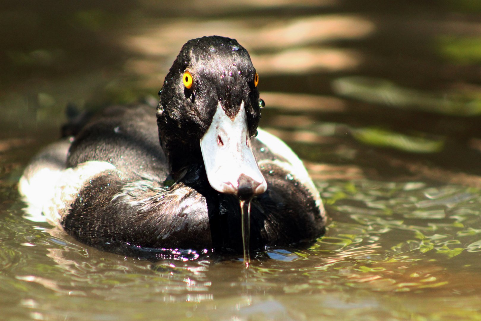 Lesser scaup (Aythya affinis)