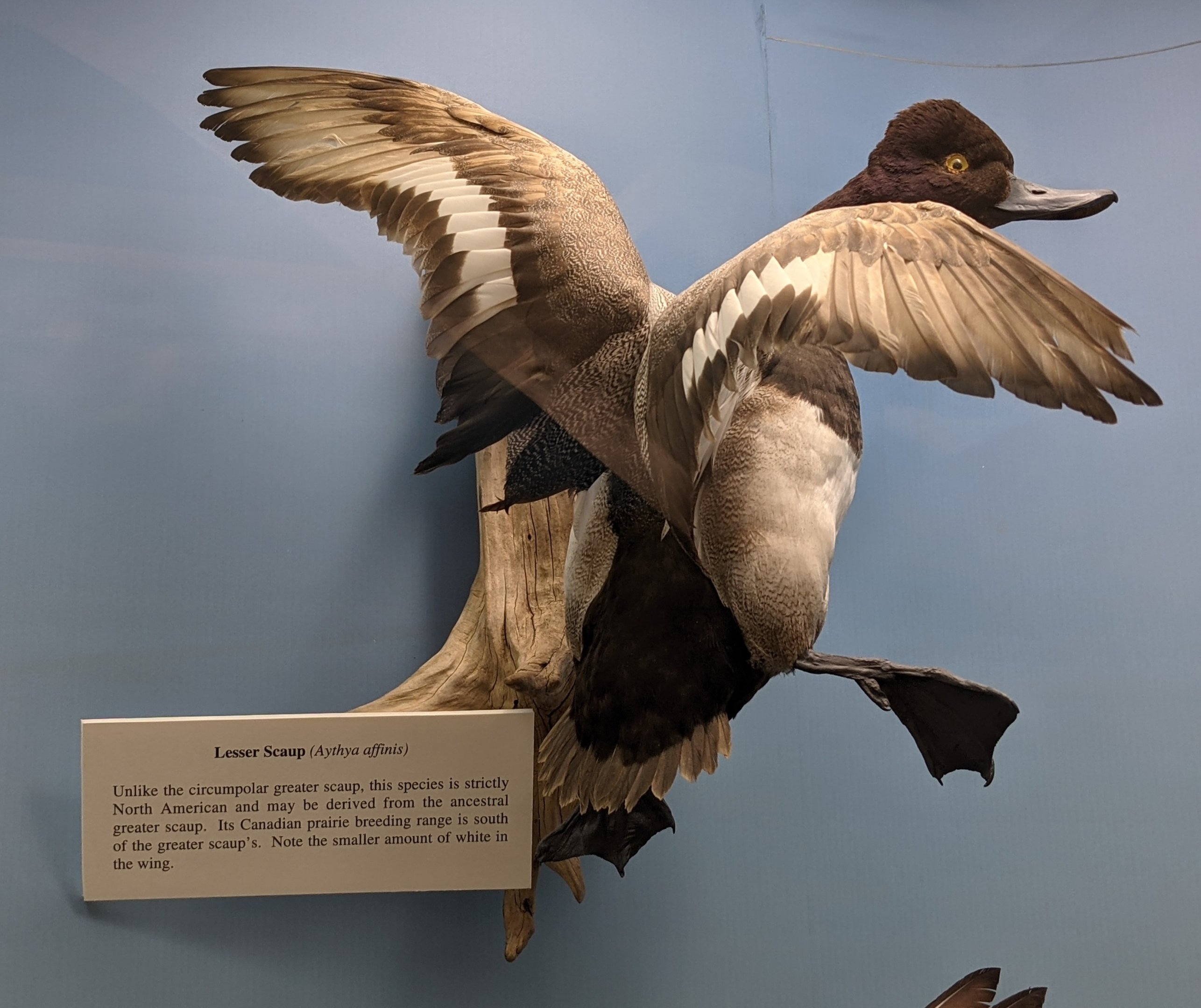 Lesser scaup (Aythya affinis)