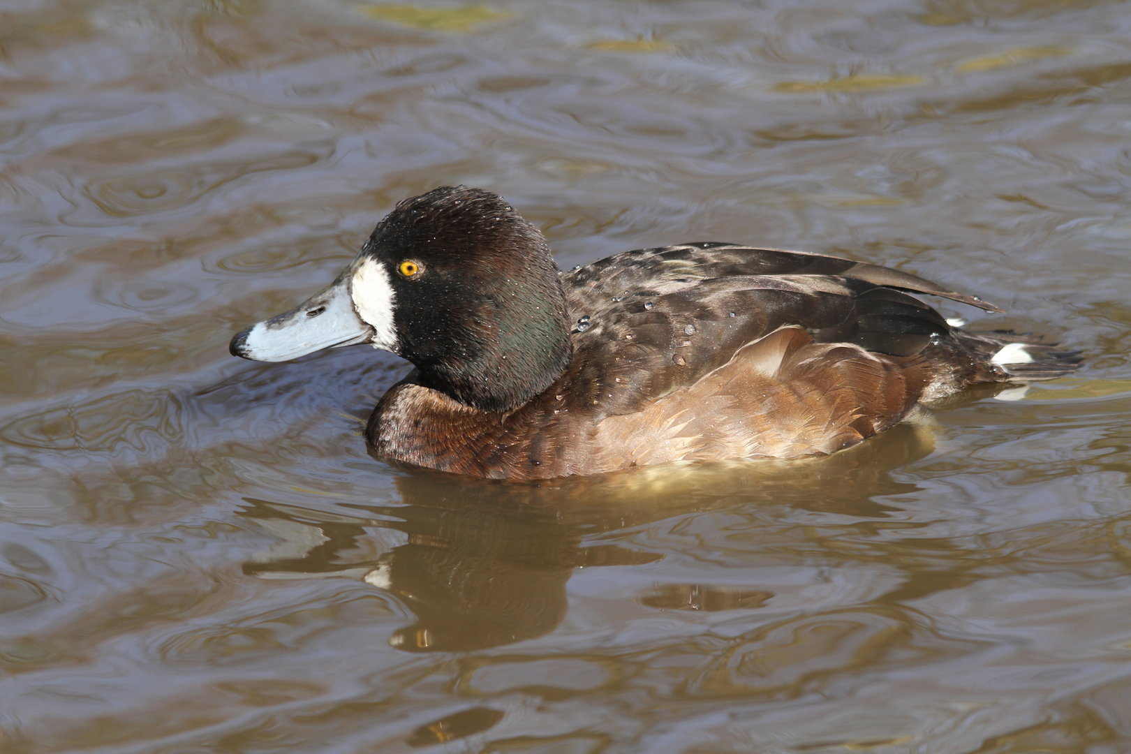 Lesser Scaup (Female)
