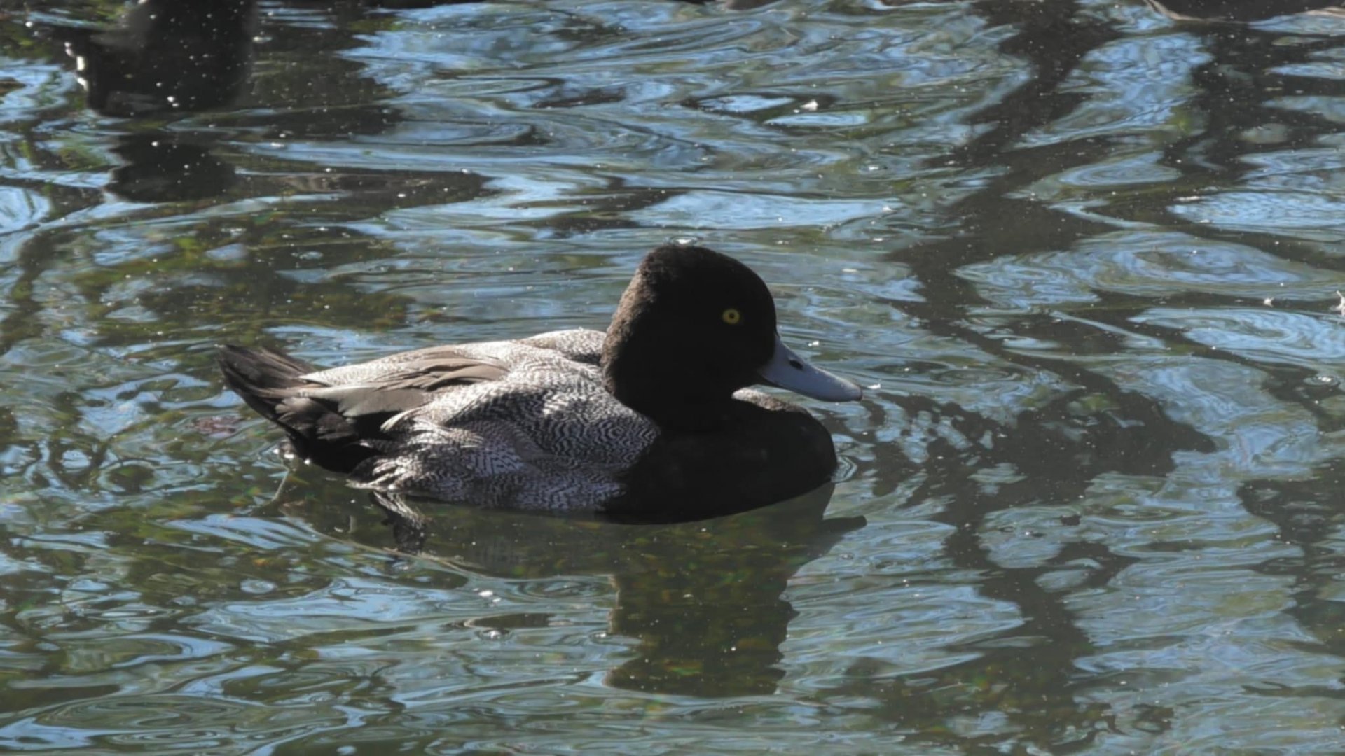Lesser Scaup or blue billed duck