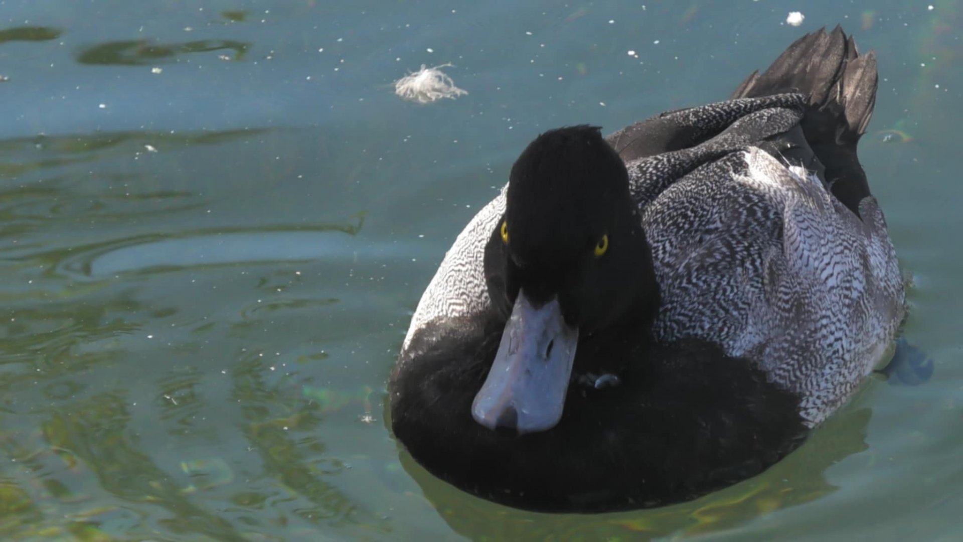 Lesser Scaup or blue billed duck
