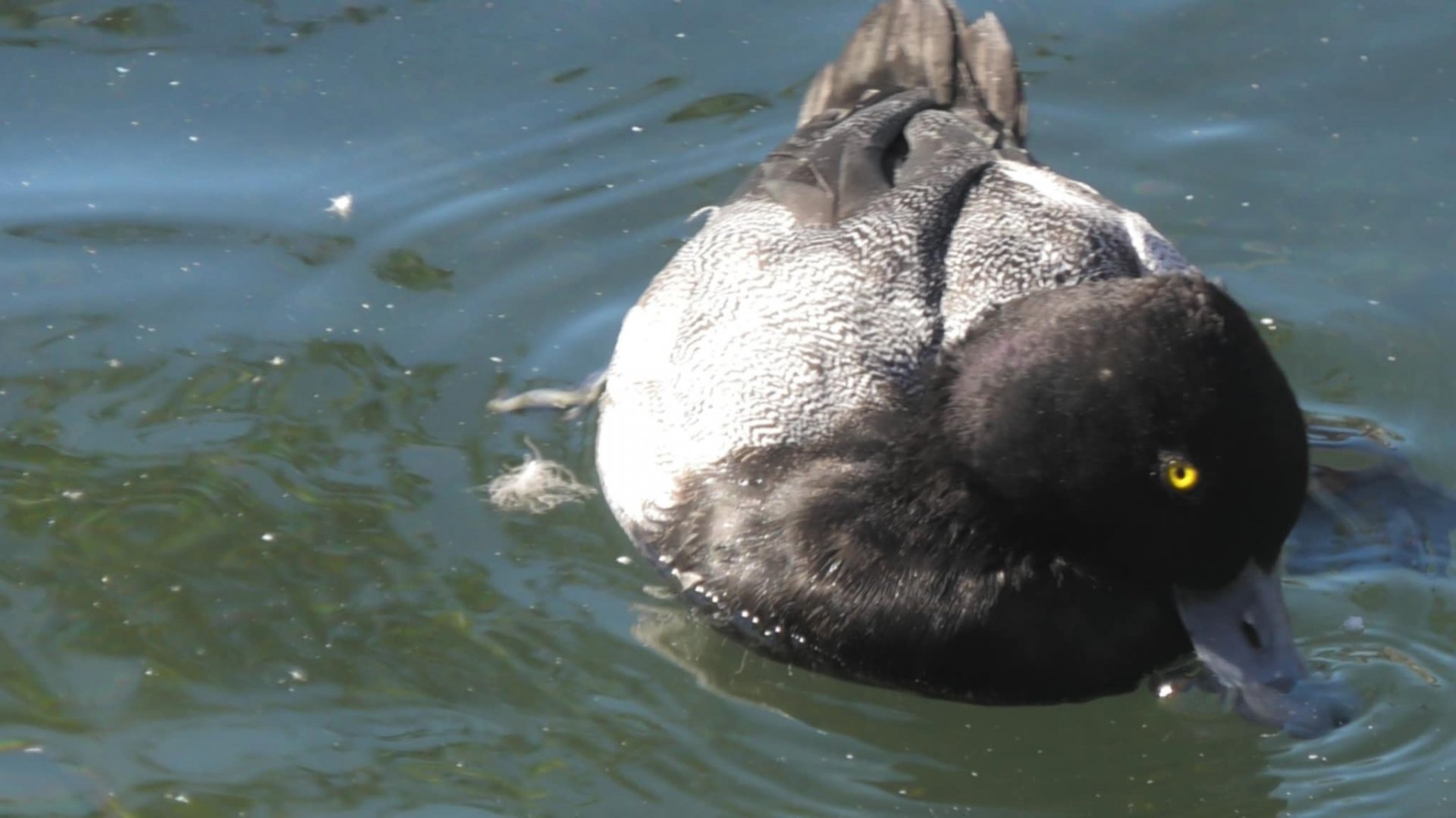 Lesser Scaup or blue billed duck