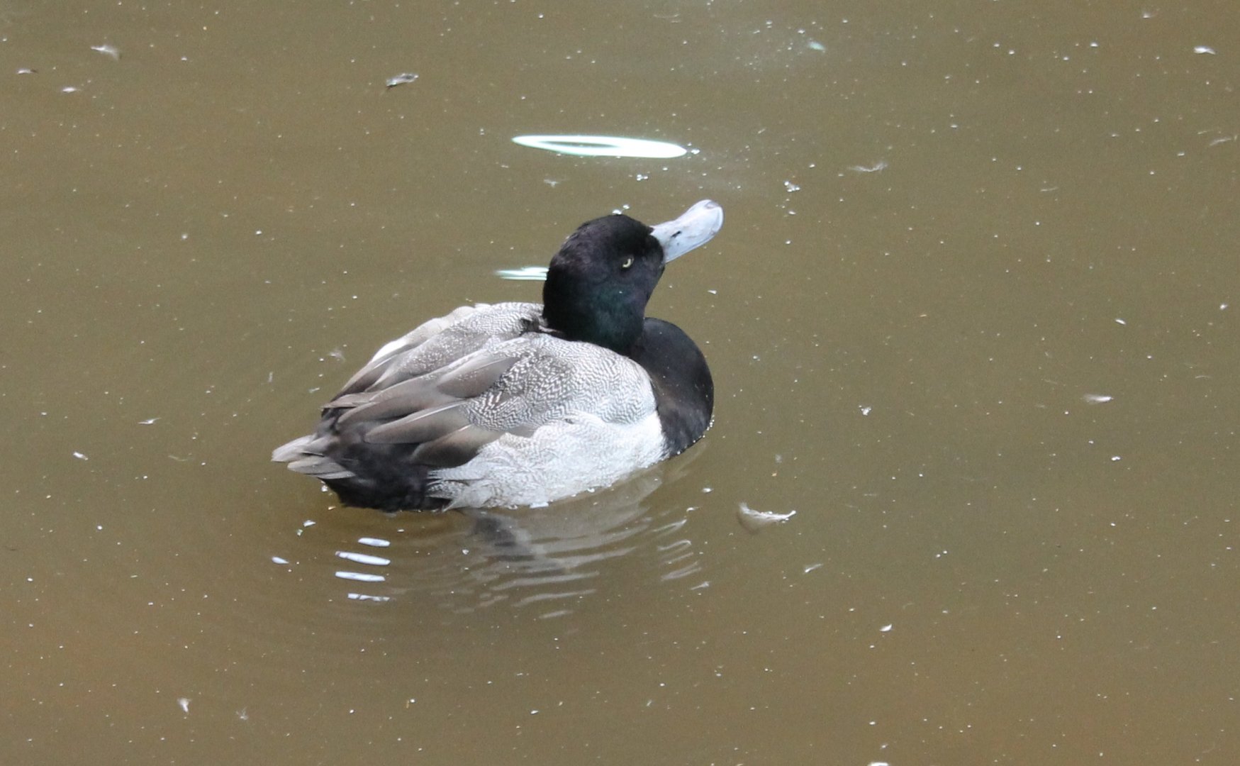 Lesser scaup