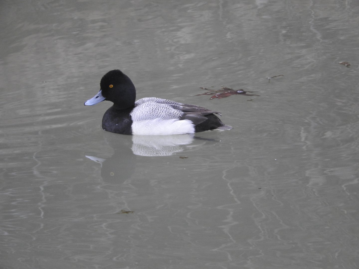 Lesser Scaup