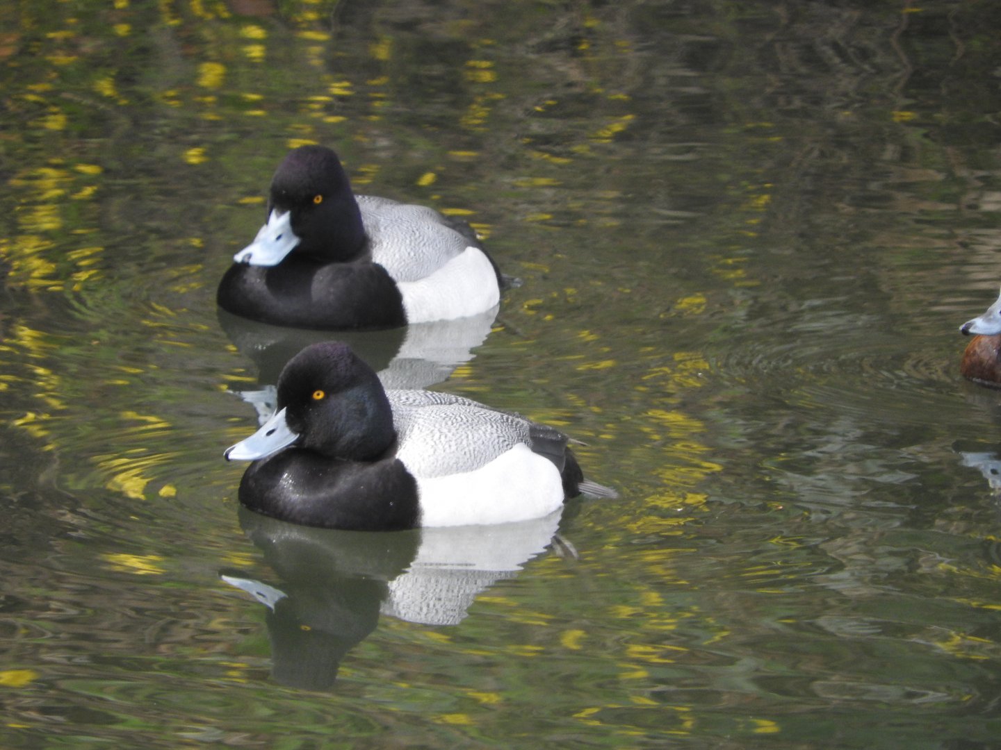 Lesser Scaup
