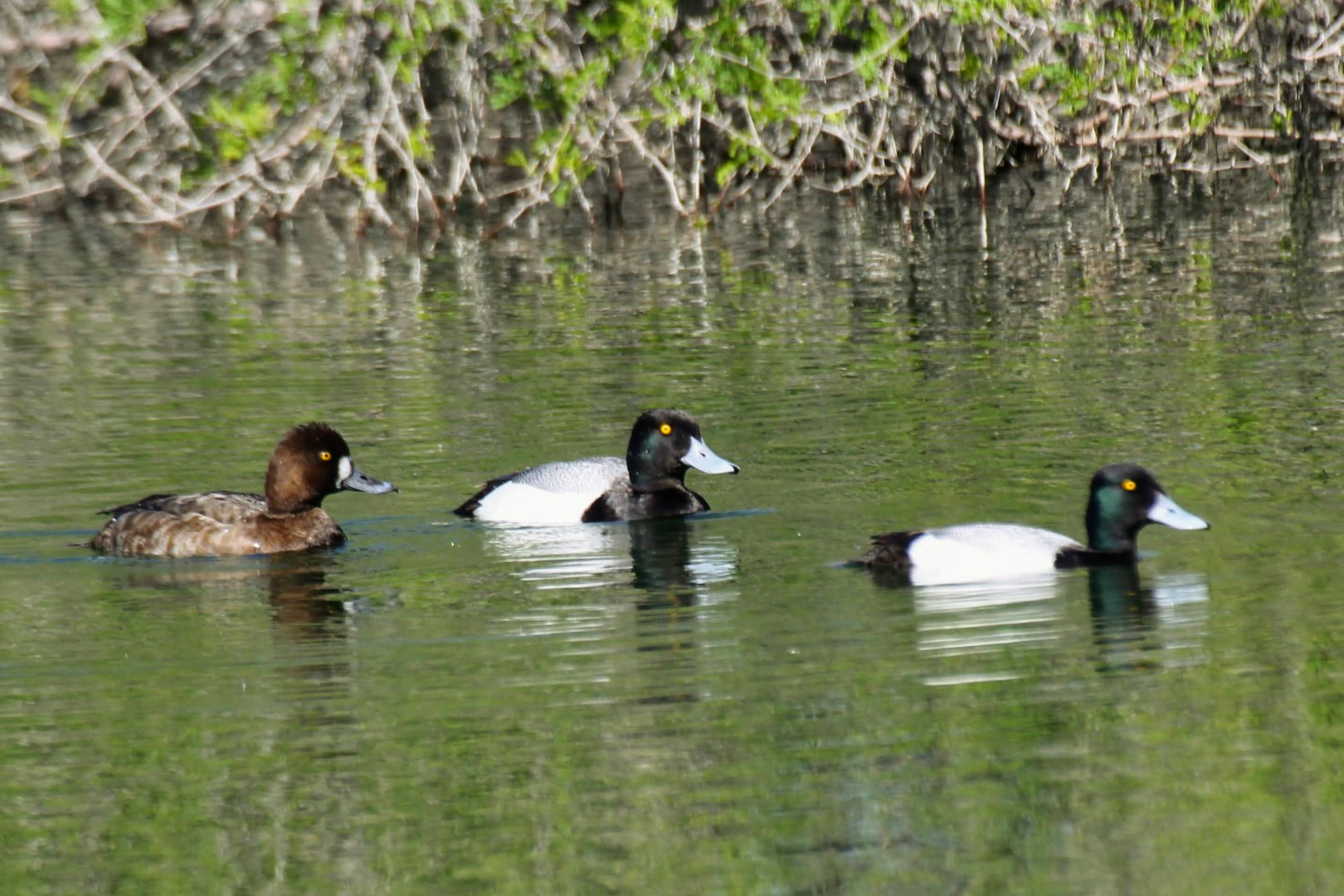 Lesser Scaup