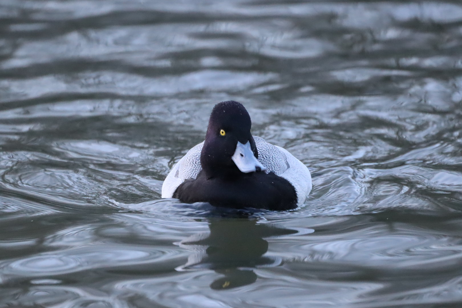Lesser Scaup