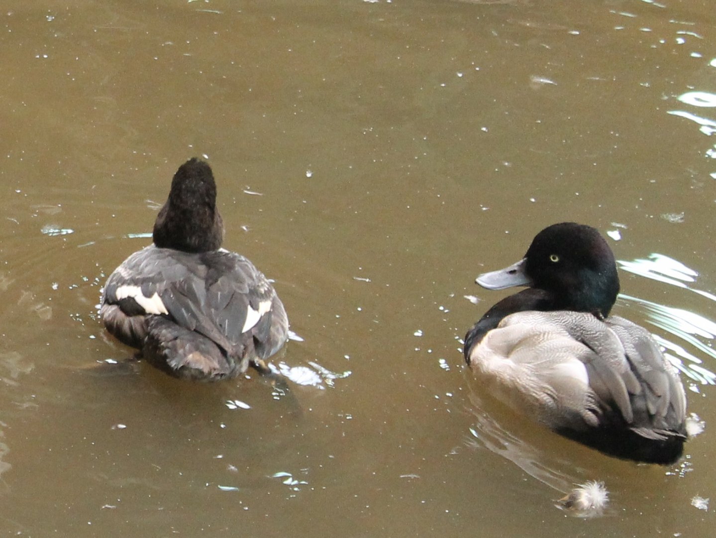 Lesser scaups