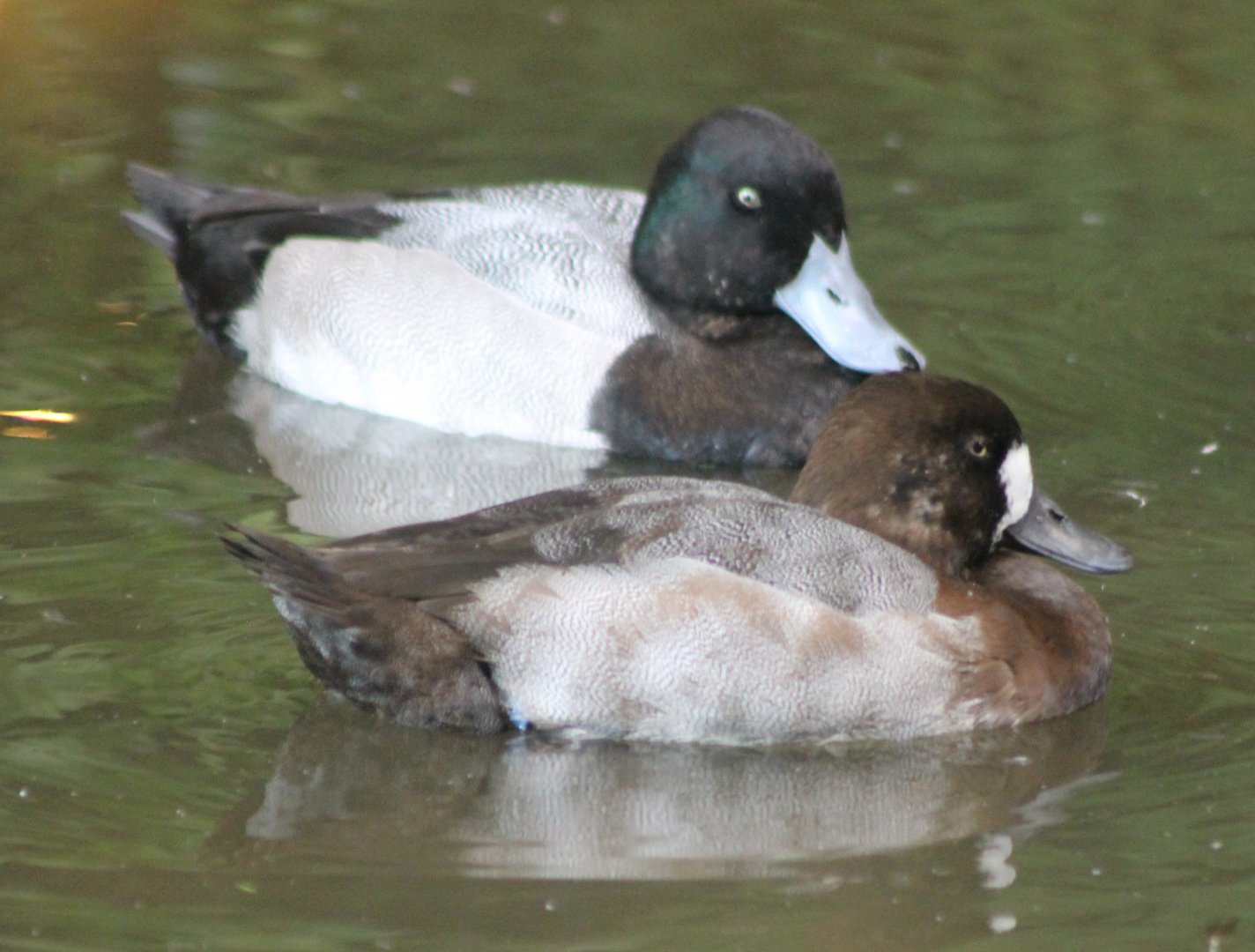 Lesser scaups