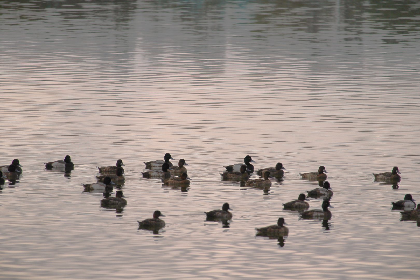 Lesser Scaups