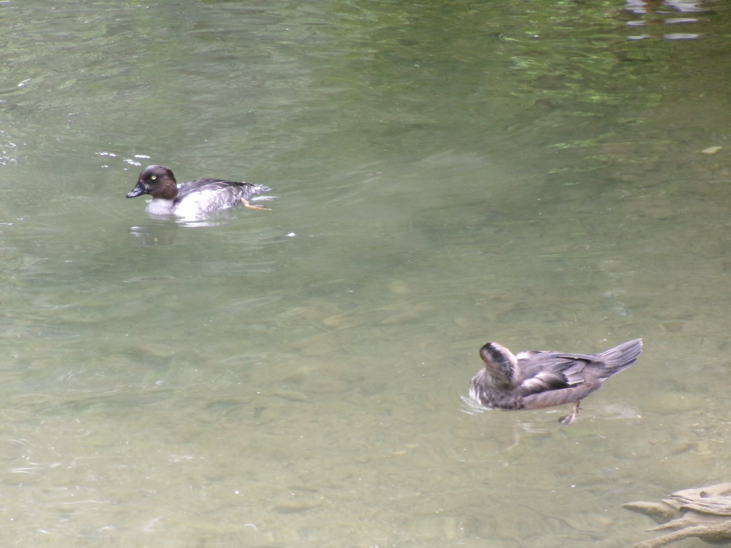 Lesser scaups