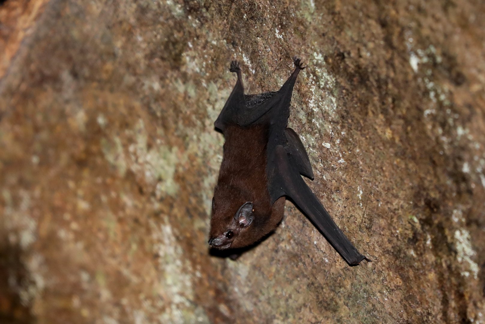 lesser sheath-tailed bat (Emballonura monticola)