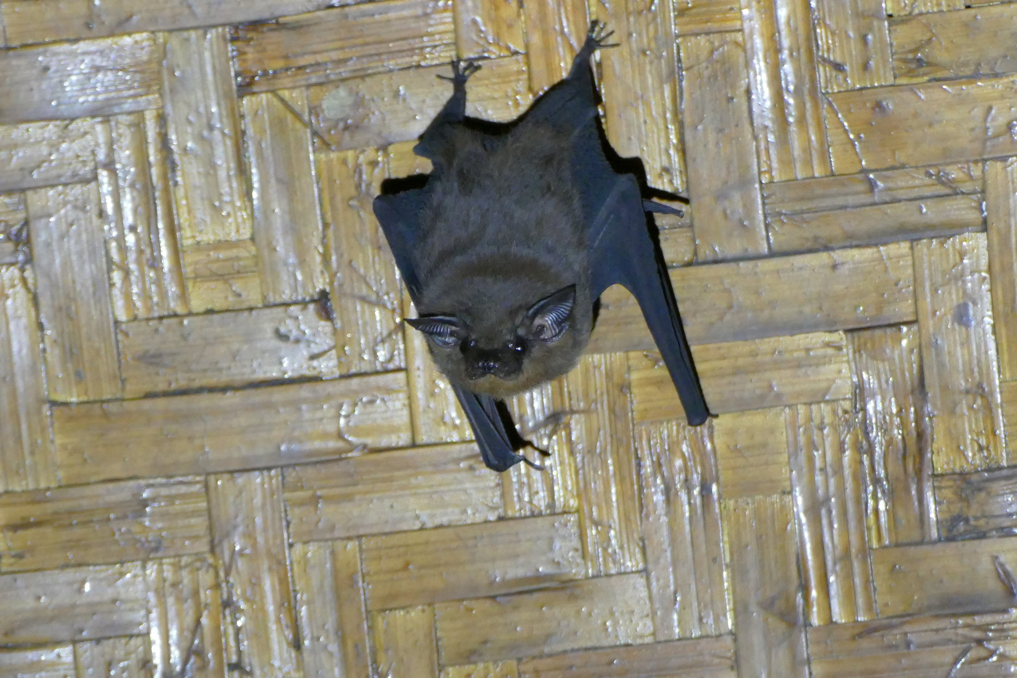 Lesser Sheath-tailed Bat - Taman Negara