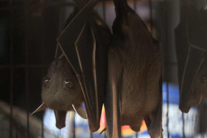 Lesser short-nosed fruit bat (Cynopterus brachyotis javanicus)