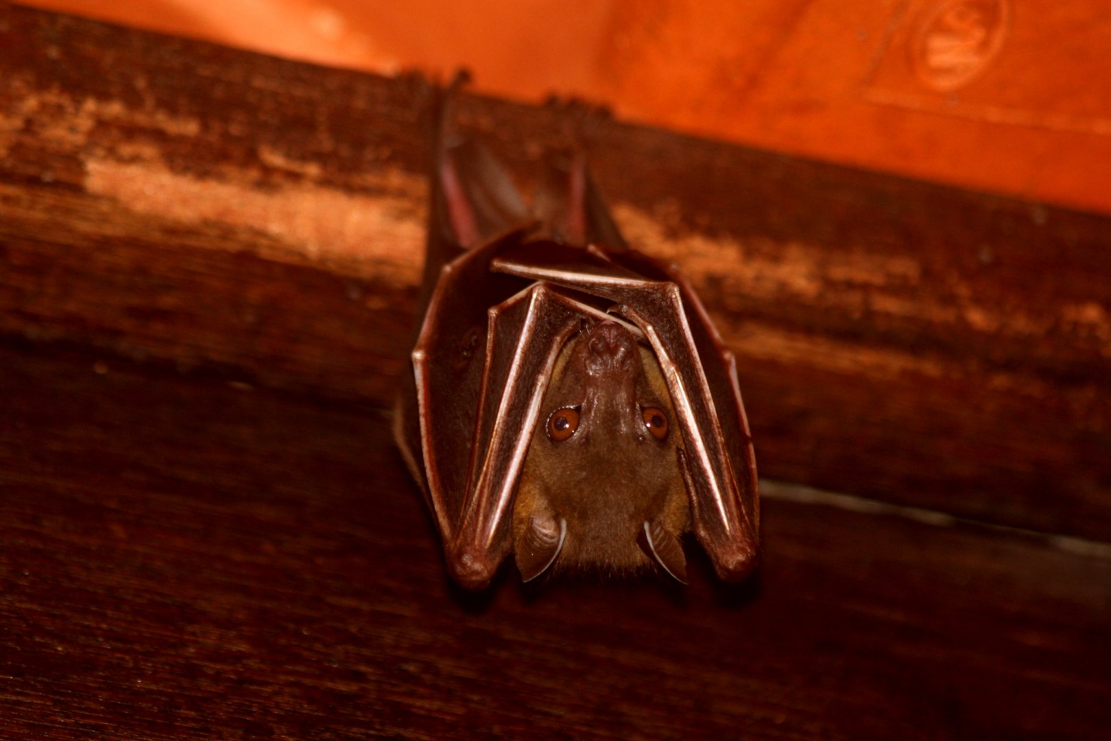 lesser short-nosed fruit bat (Cynopterus brachyotis)