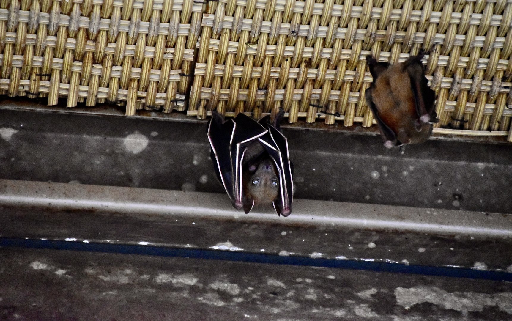 Lesser Short-Nosed Fruit Bat (Cynopterus brachyotis)